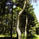 Was da wohl im Weg war... Was da wohl im Weg war...