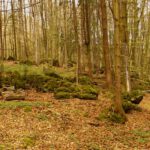 Felsbrocken am Poppberghang