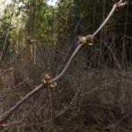 Ausnahmsweise mal gelungene Knospen