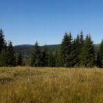 Hinten schaut der Falkenstein hervor