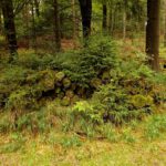 Das Holz lagert schon so lange, dass junge Bäume daraus wachsen