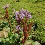 Es grünt nicht nur, sondern violettet auch