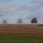 Baumreihe mit verschiedenen Abwurfstufen