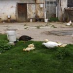 Der Rest der Familie