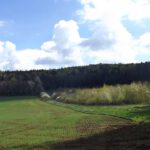 Zwischen Wald und Feld