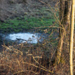 Rest eines Fischweihers