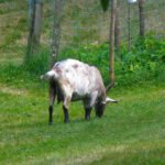 Pirker Milchversorgung Pirker Milchversorgung