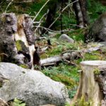 Verwegene Gesellen. Das Murmeltier im Hintergrund ist vor Schreck zu Stein erstarrt
