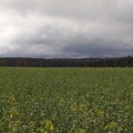 Raps vor dem Taubenbacher Forst