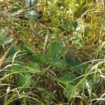 Tautropfen am Brombeerstrauch