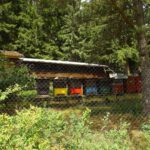 Bienenmetropole Bienenmetropole