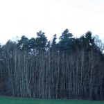 In zehn Wochen treiben sie wieder aus