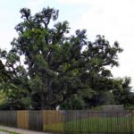 Uralte Eiche Uralte Eiche