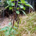 Verblühte Brennessel