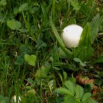 Die ersten Wiesenchampignons des Jahres
