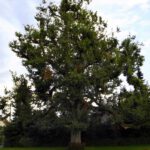 Friedenslinde Unterhaidelbach Friedenslinde Unterhaidelbach