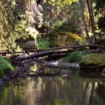 Eichhörnchenbrücke Eichhörnchenbrücke