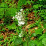 Samenstand einer Pestwurz