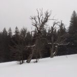 Die Bäume am oberen Ende des Ruckowitzschachtens sind auch im Winter extrem urig