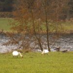 Glückliches Wildgeflügel