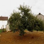 Glückliche Hühner unter dem Apfelbaum