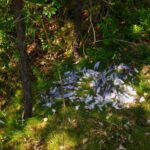 Reste einer raubtierischen Fressorgie Reste einer raubtierischen Fressorgie