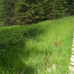 Moorbrückerl Moorbrückerl