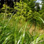 Regentropfenüberreste Regentropfenüberreste