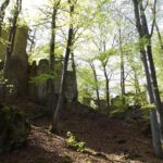 Burgruine Poppberg Burgruine Poppberg