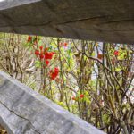 Durchsicht Durchsicht