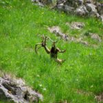 Nicht das letzte Gehörn des Tages