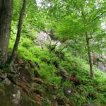 Urwald und Felsen, eine Kombination ganz nach meinem Geschmack Urwald und Felsen, eine Kombination ganz nach meinem Geschmack