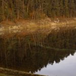 Uferspiegelung mit Algenfilm