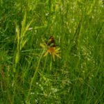 Schmetterling beim Mittagessen Schmetterling beim Mittagessen