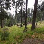 Ausgedünnt Ausgedünnt