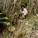 Wenn oben kein Platz ist, wachse ich eben zur Seite Wenn oben kein Platz ist, wachse ich eben zur Seite