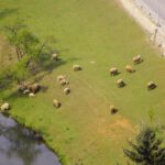 Die Juradistlschafe weiden heute im Tal