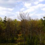 Wer erkennt hinter den Wipfeln den Cerchov?