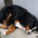 Dösen ist schön, aber auf Dauer etwas langweilig. Könnten nicht mehr Leute wie Du kommen, die mich streicheln? Dösen ist schön, aber auf Dauer etwas langweilig. Könnten nicht mehr Leute wie Du kommen, die mich streicheln?