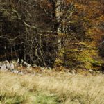 Trockensteinmauer Trockensteinmauer