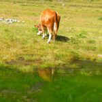 Tümpelspiegelung letzter Teil