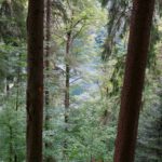 Was lugt da zwischen den Bäumen hervor? Was lugt da zwischen den Bäumen hervor?