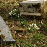 Schneeglöckchen im Friedhof
