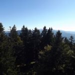 Wer schaut denn da durch die Baumwipfel?