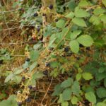 Noch hängen alle Brombeeren am Strauch...