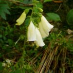 Gourmetmahl für zwei Hummeln Gourmetmahl für zwei Hummeln