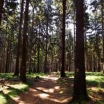 Heller Wald im Aufstieg