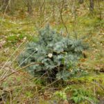 Illegale Christbaumentsorgung