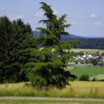 Markanter Baum am Wegesrand Markanter Baum am Wegesrand