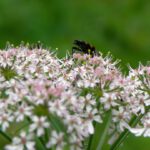 Nahrungssuche Nahrungssuche